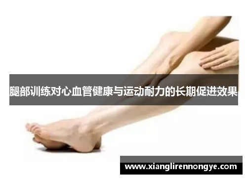 腿部训练对心血管健康与运动耐力的长期促进效果